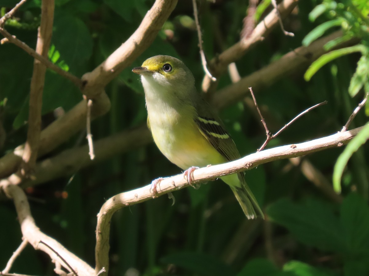 Bireo begizuria - ML645582905