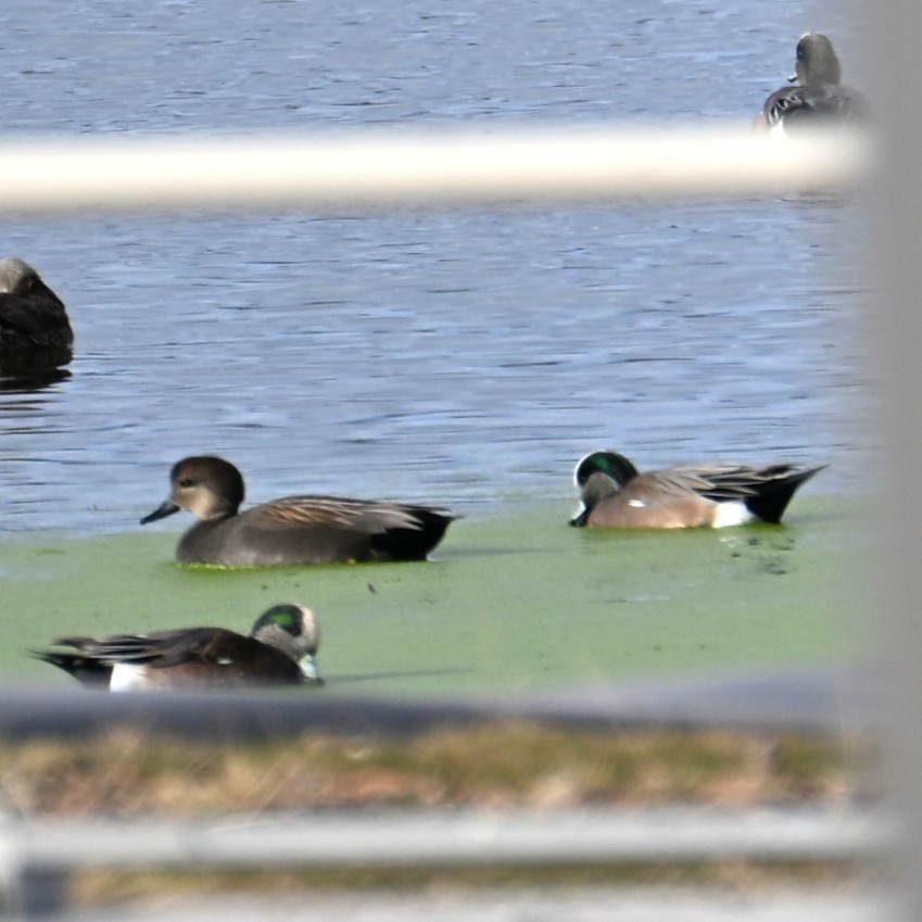 Ahate txistulari amerikarra - ML645582907