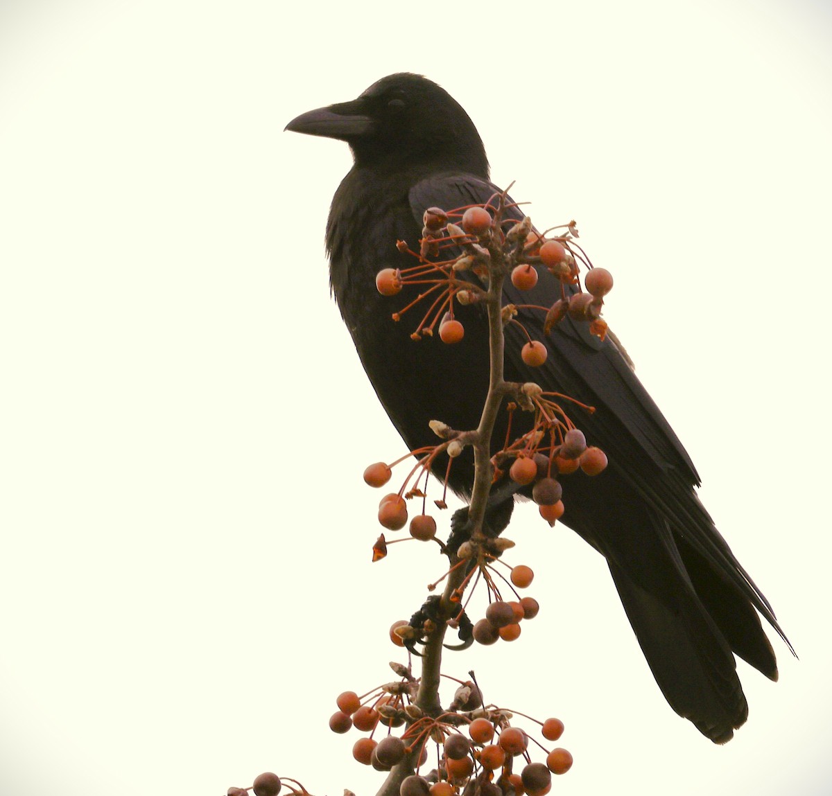 American Crow - ML645582909