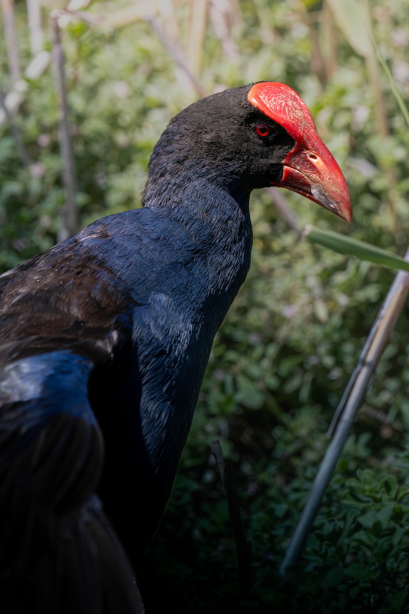 Australasian Swamphen - ML645582911