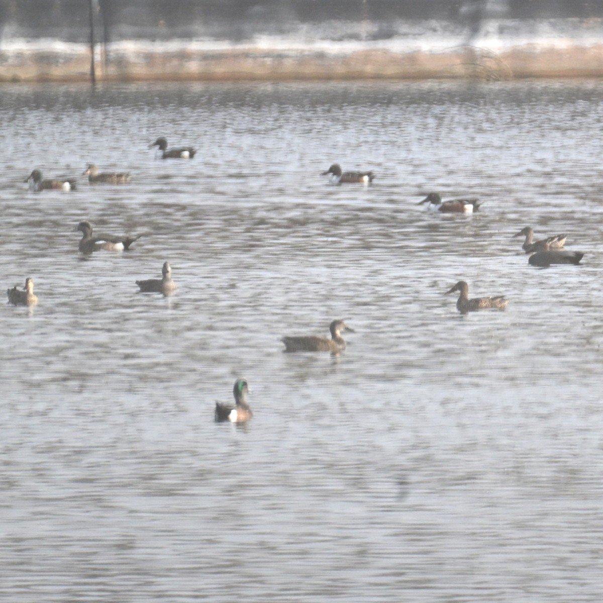 Ahate txistulari amerikarra - ML645582912