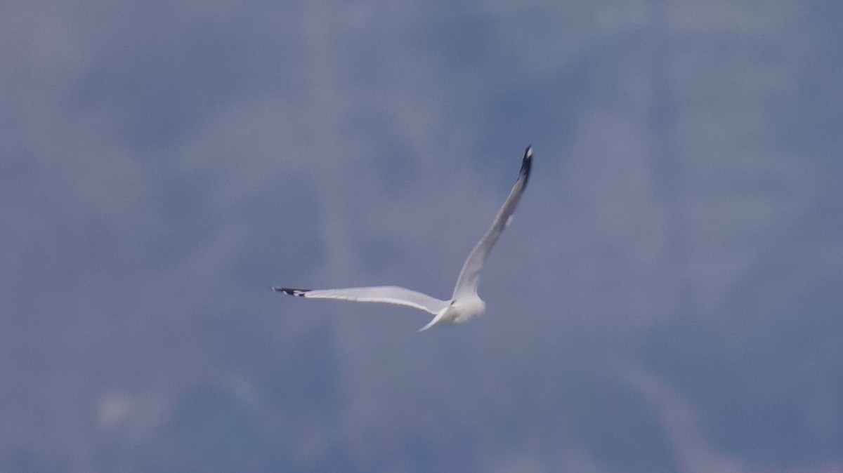 Delawareko kaioa - ML645582913