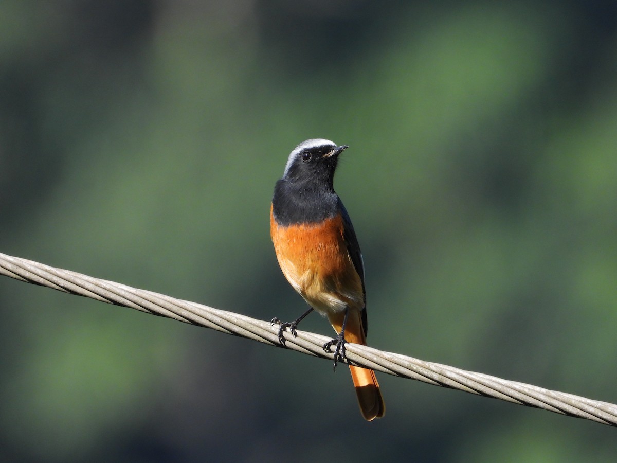 Buztangorri kaskazuria - ML645582915