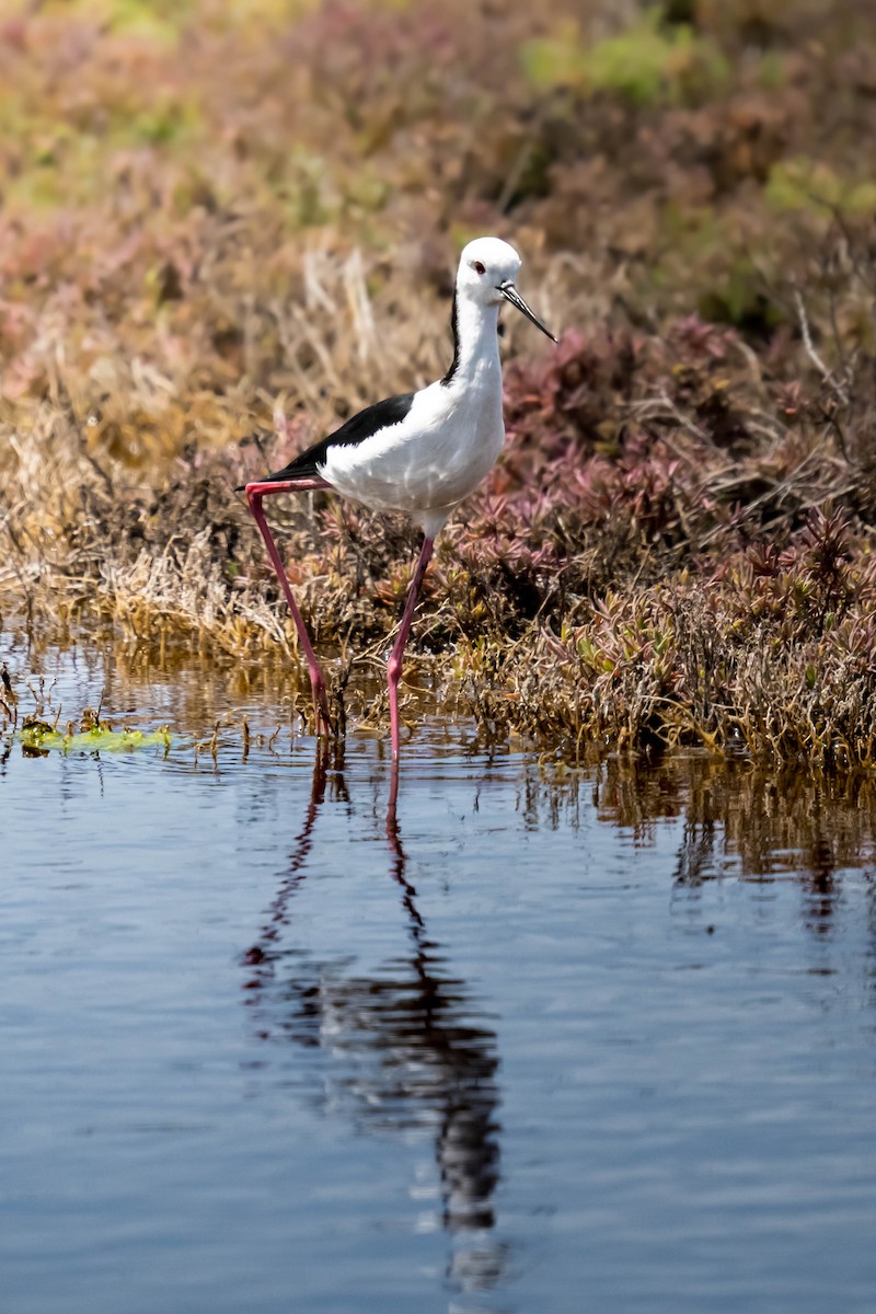 Zankaluze pintoa - ML645582916