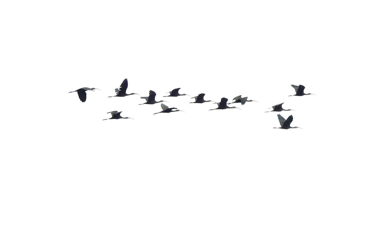 Glossy/White-faced Ibis - ML645582918