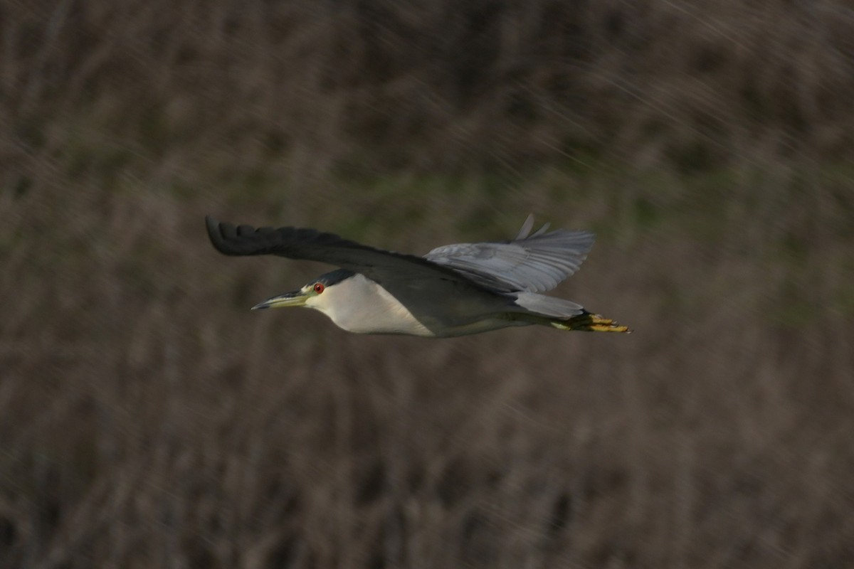 Amiltxori arrunta - ML645582919