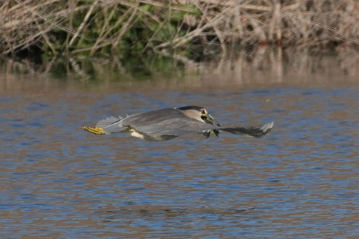 Amiltxori arrunta - ML645582920