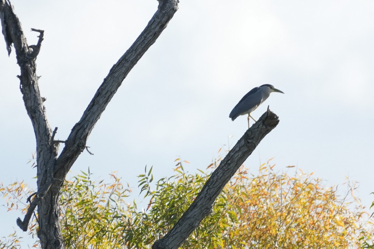 Amiltxori arrunta - ML645582921