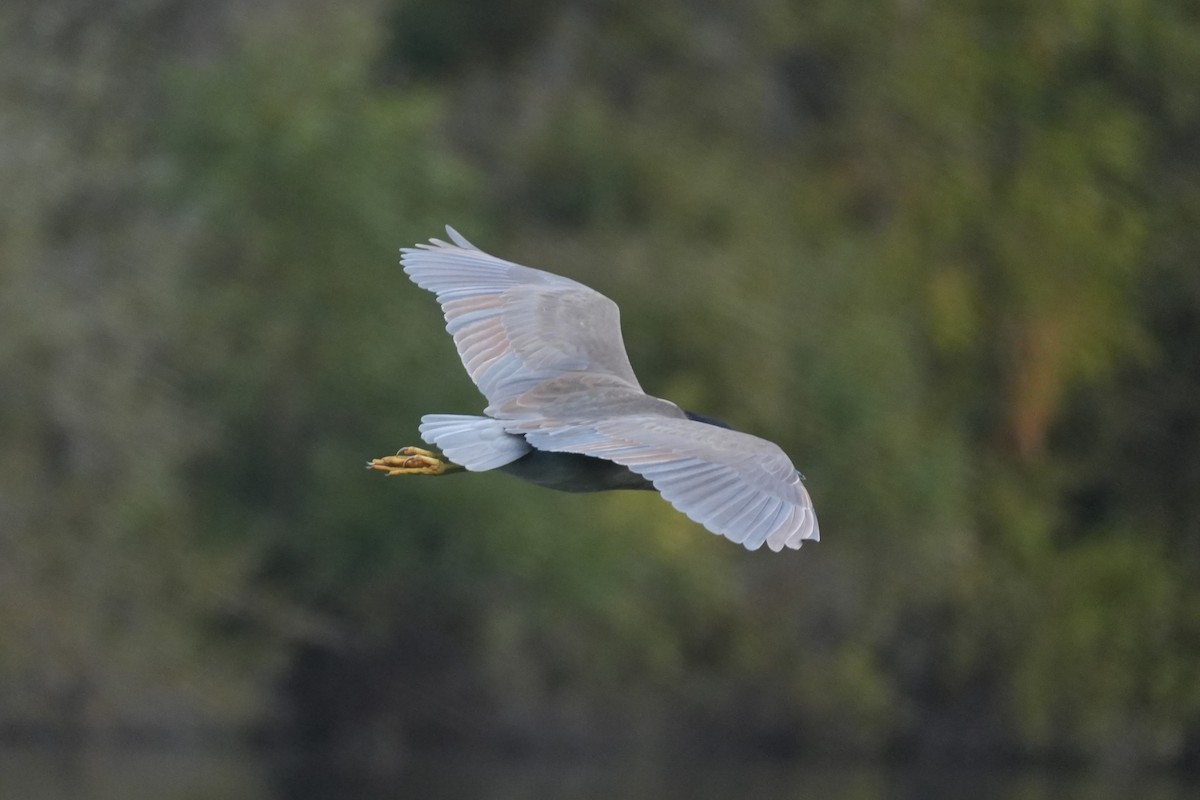 Amiltxori arrunta - ML645582922