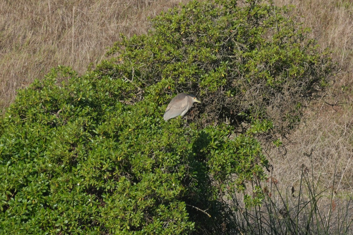 Amiltxori arrunta - ML645582923