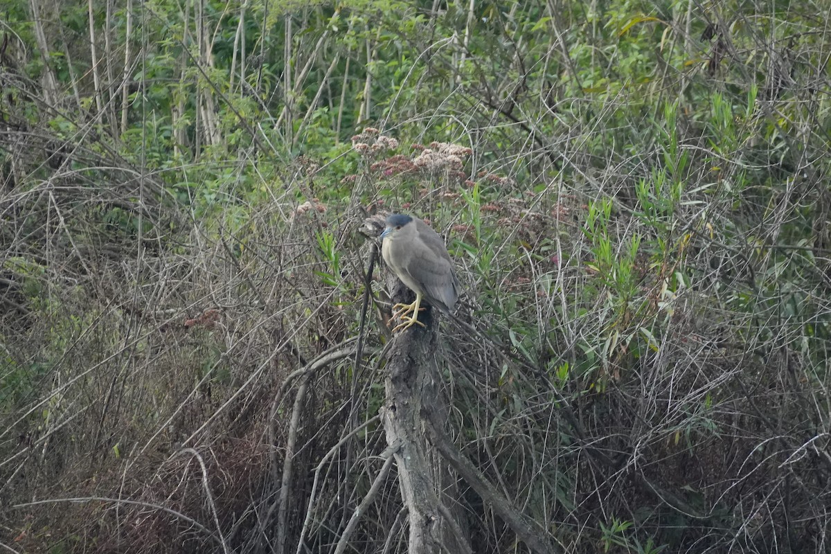 Amiltxori arrunta - ML645582924