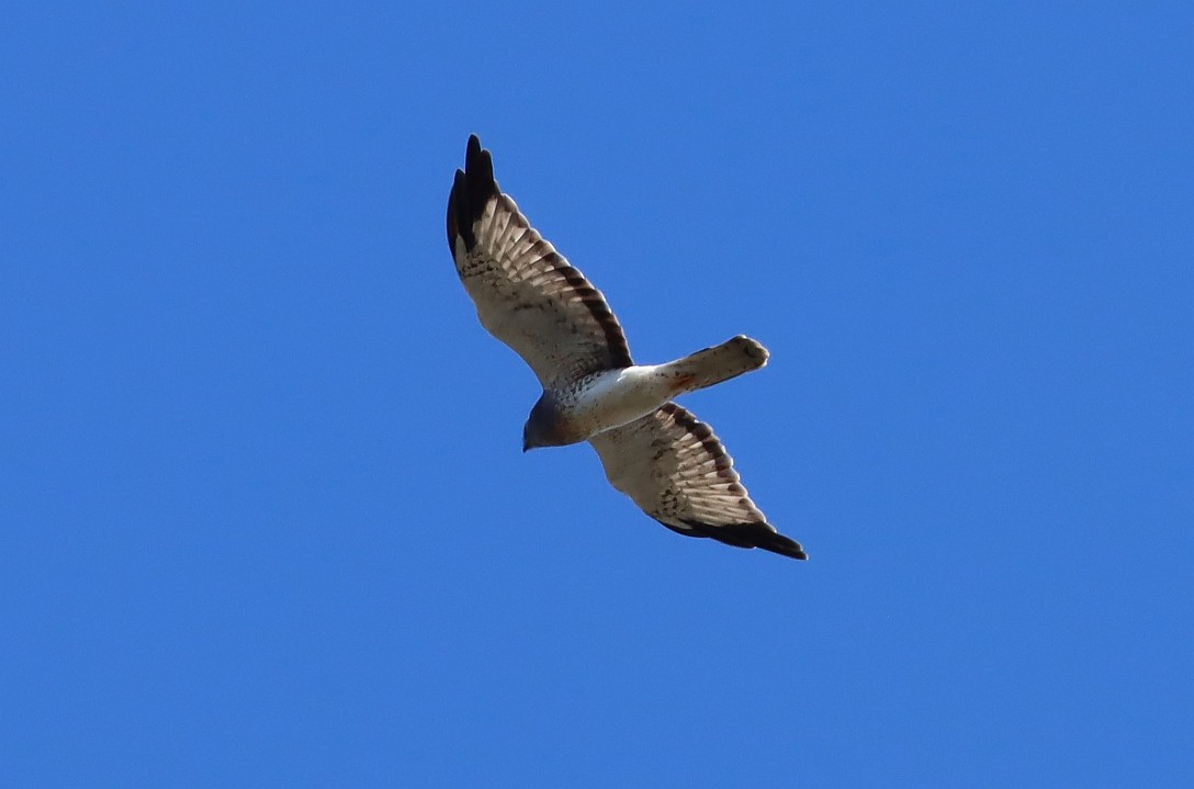 Mirotz zuri iparramerikarra - ML645582925