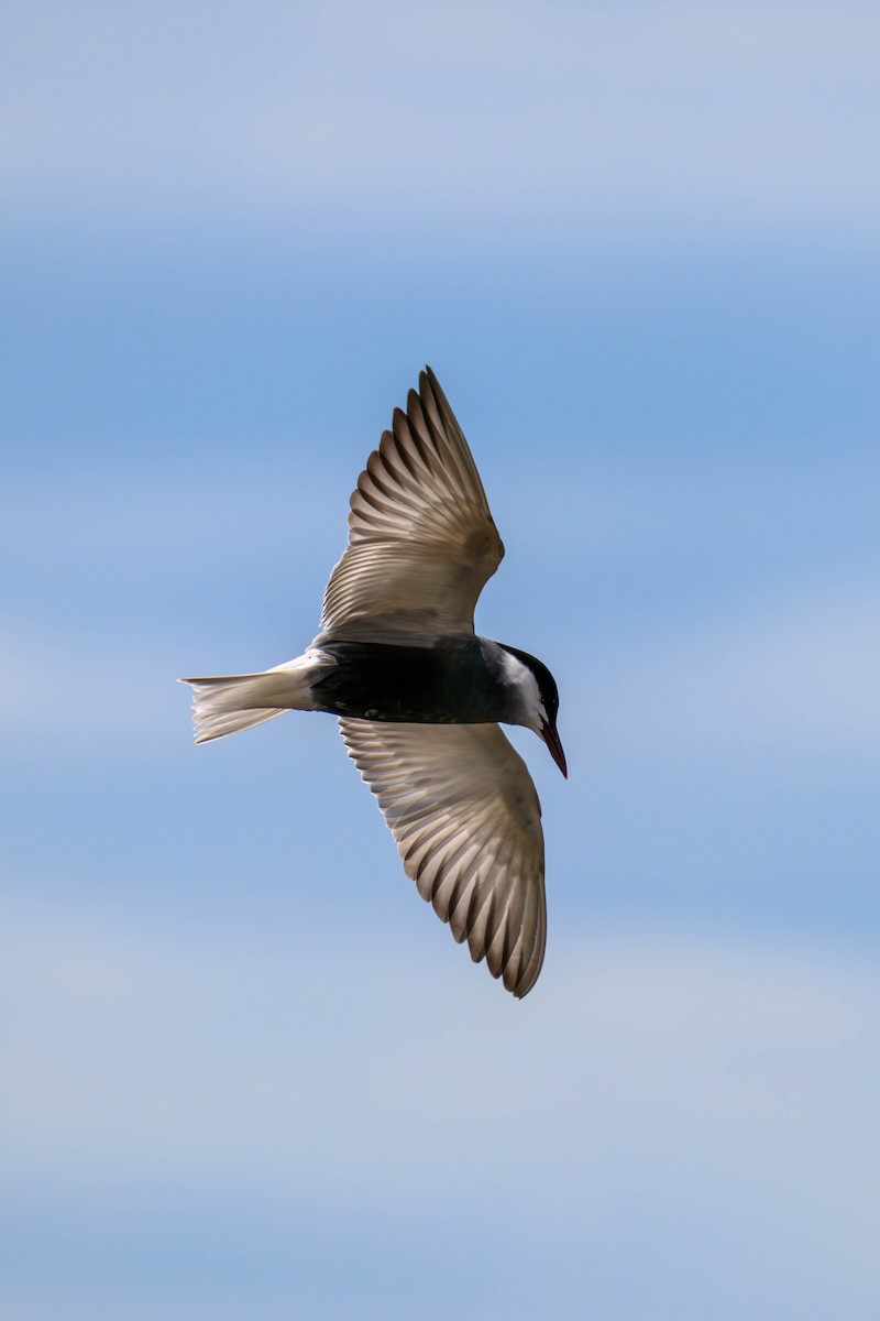 Itsas enara musuzuria - ML645582927