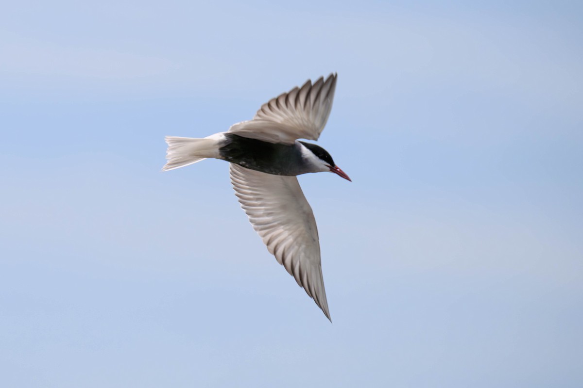 Itsas enara musuzuria - ML645582928