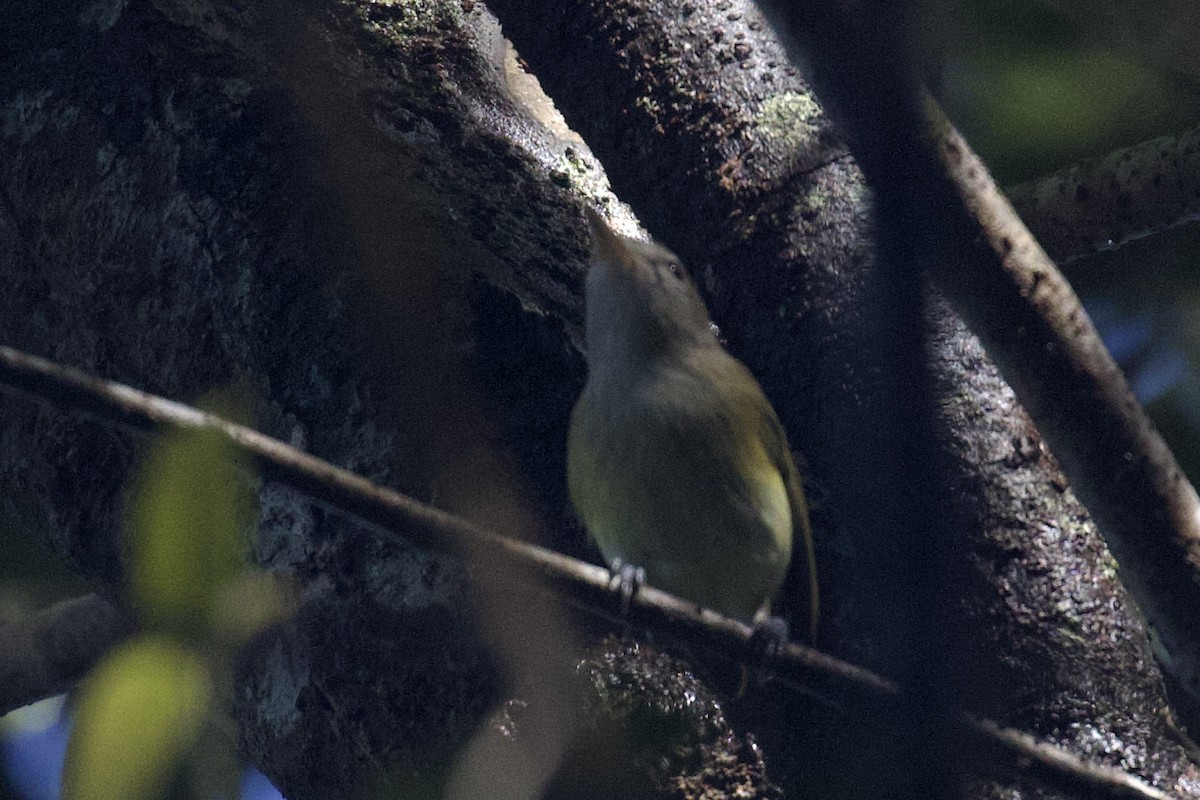Puerto Rican Vireo - ML645582929