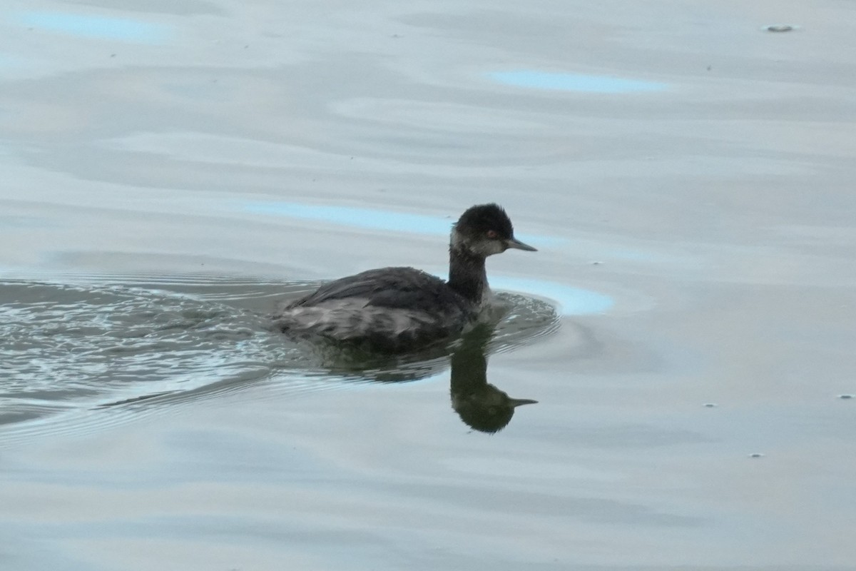 Txilinporta lepabeltza - ML645582933