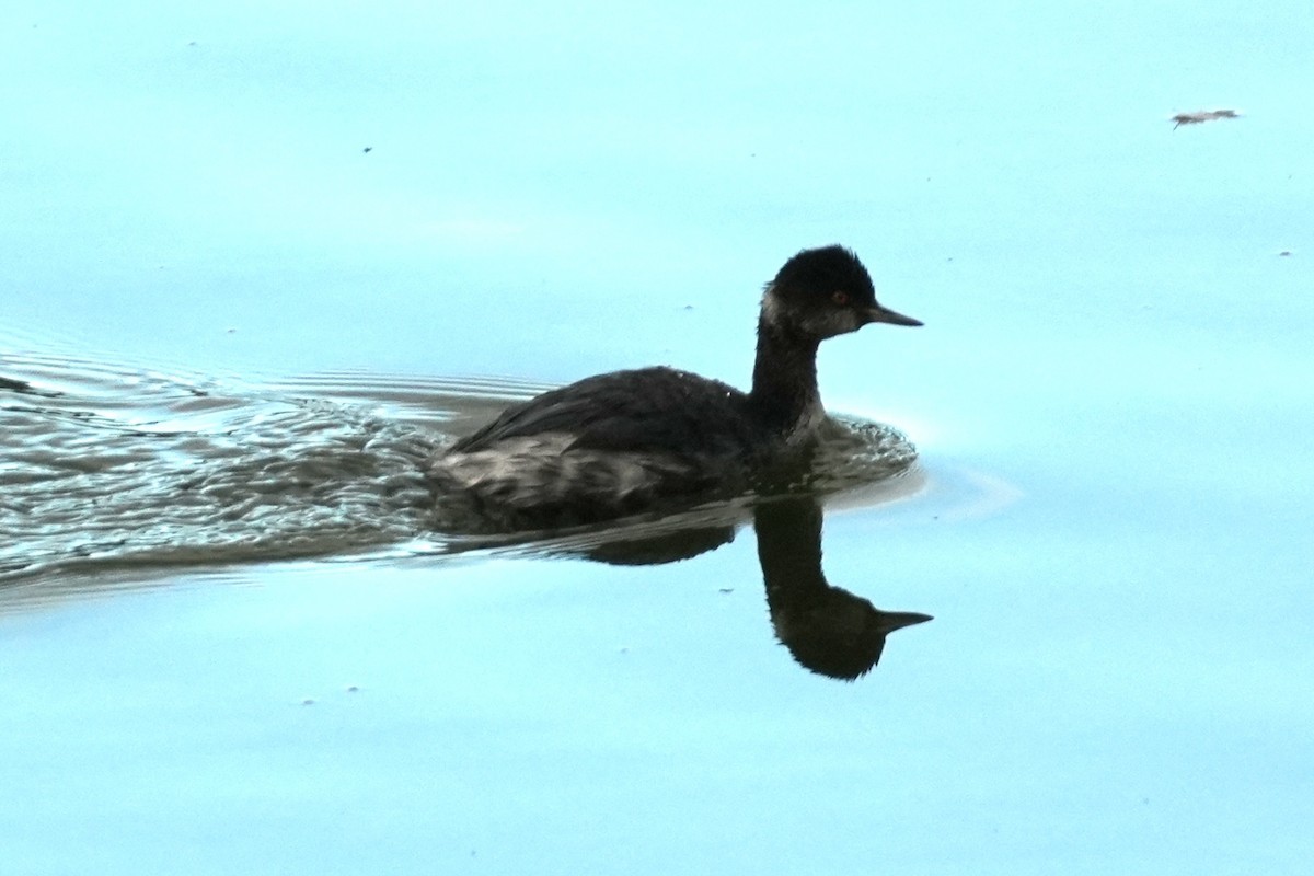 Txilinporta lepabeltza - ML645582934