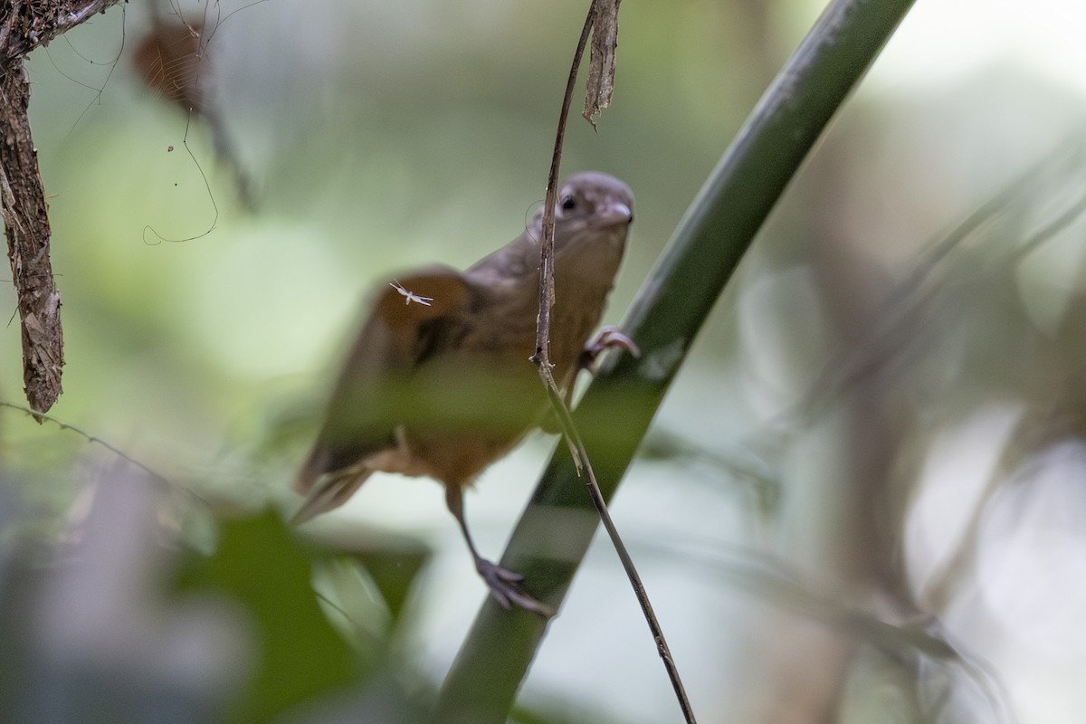 Bower's Shrikethrush - ML645582935