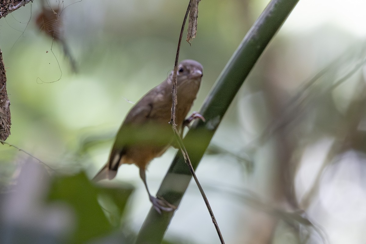 Bower's Shrikethrush - ML645582937