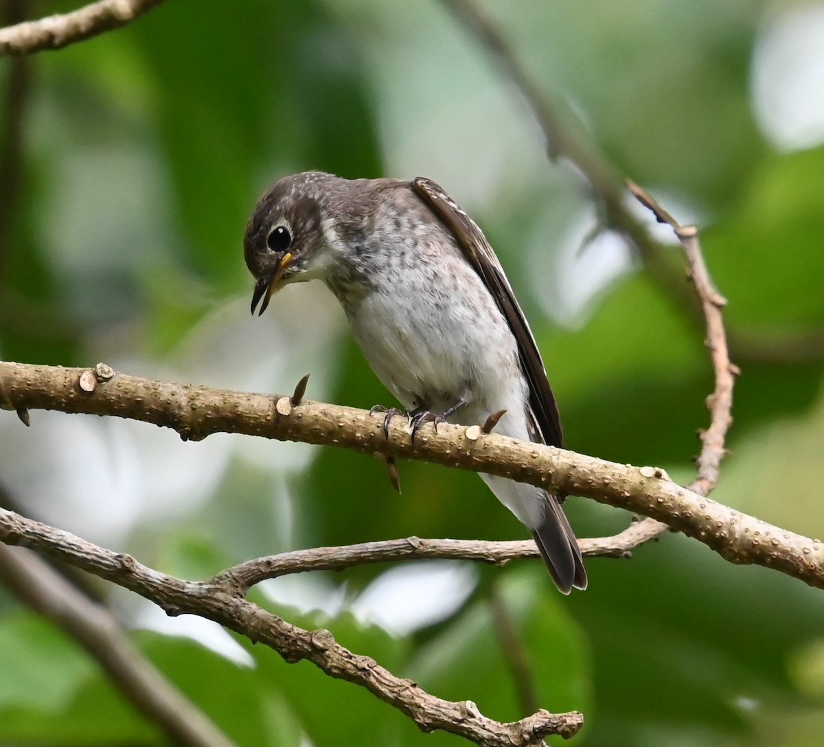 Dark-sided Flycatcher - ML645582938