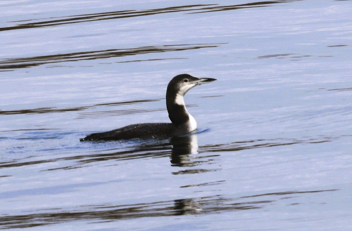 Buz Dalgıcı - ML645582940