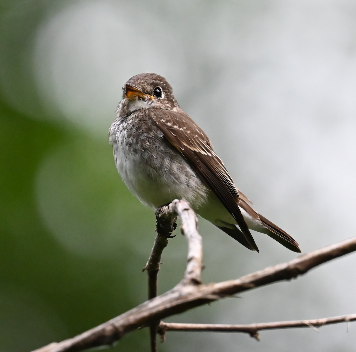 Dark-sided Flycatcher - ML645582941