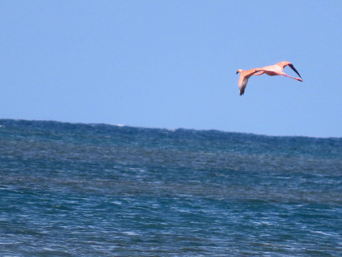 American Flamingo - ML645582943