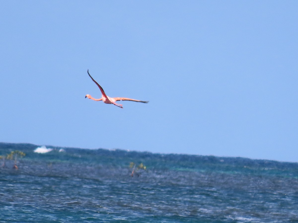 American Flamingo - ML645582944