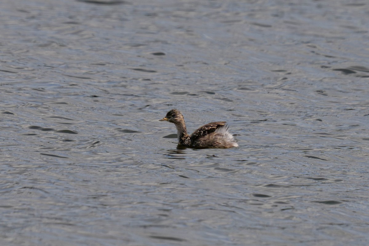 sølvhodedykker - ML645582949