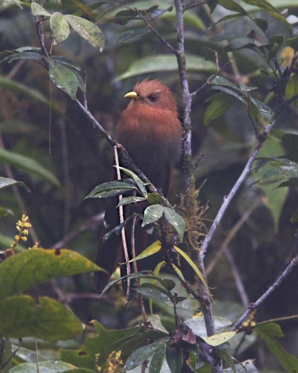 Little Cuckoo - ML645582957