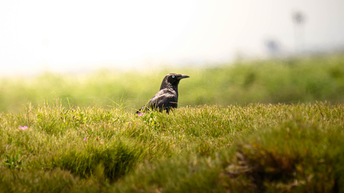 Южноавстралийский ворон - ML645582962