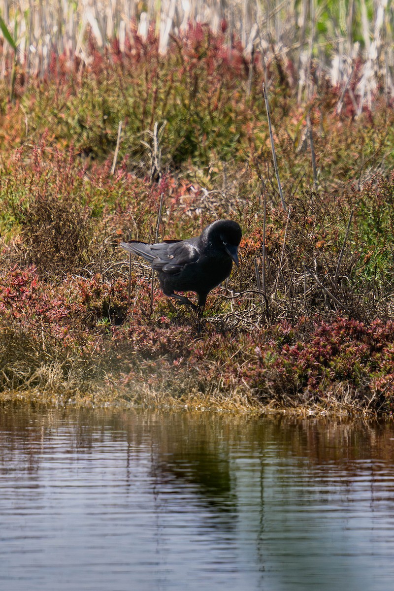 Южноавстралийский ворон - ML645582963