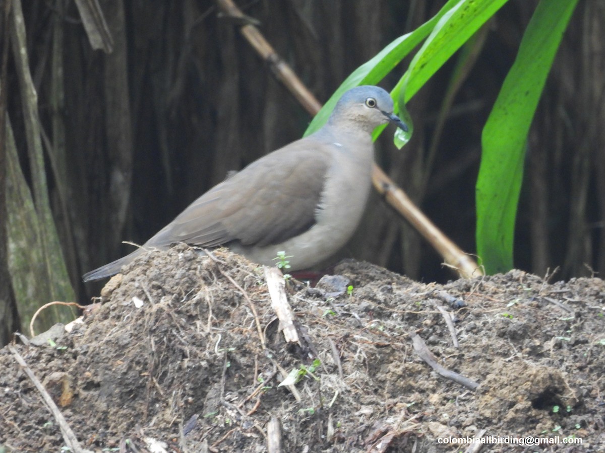 Gray-headed Dove - ML645582964