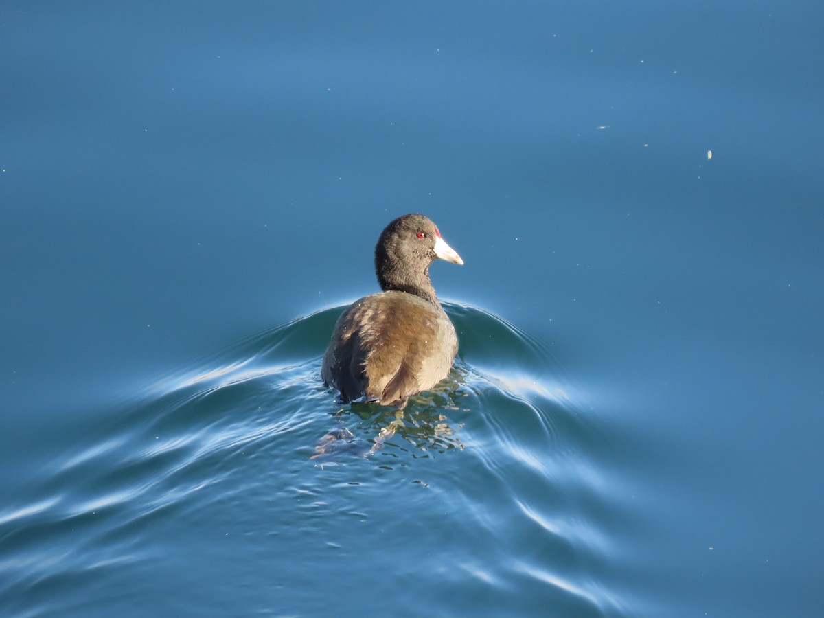 Focha Americana - ML645582971