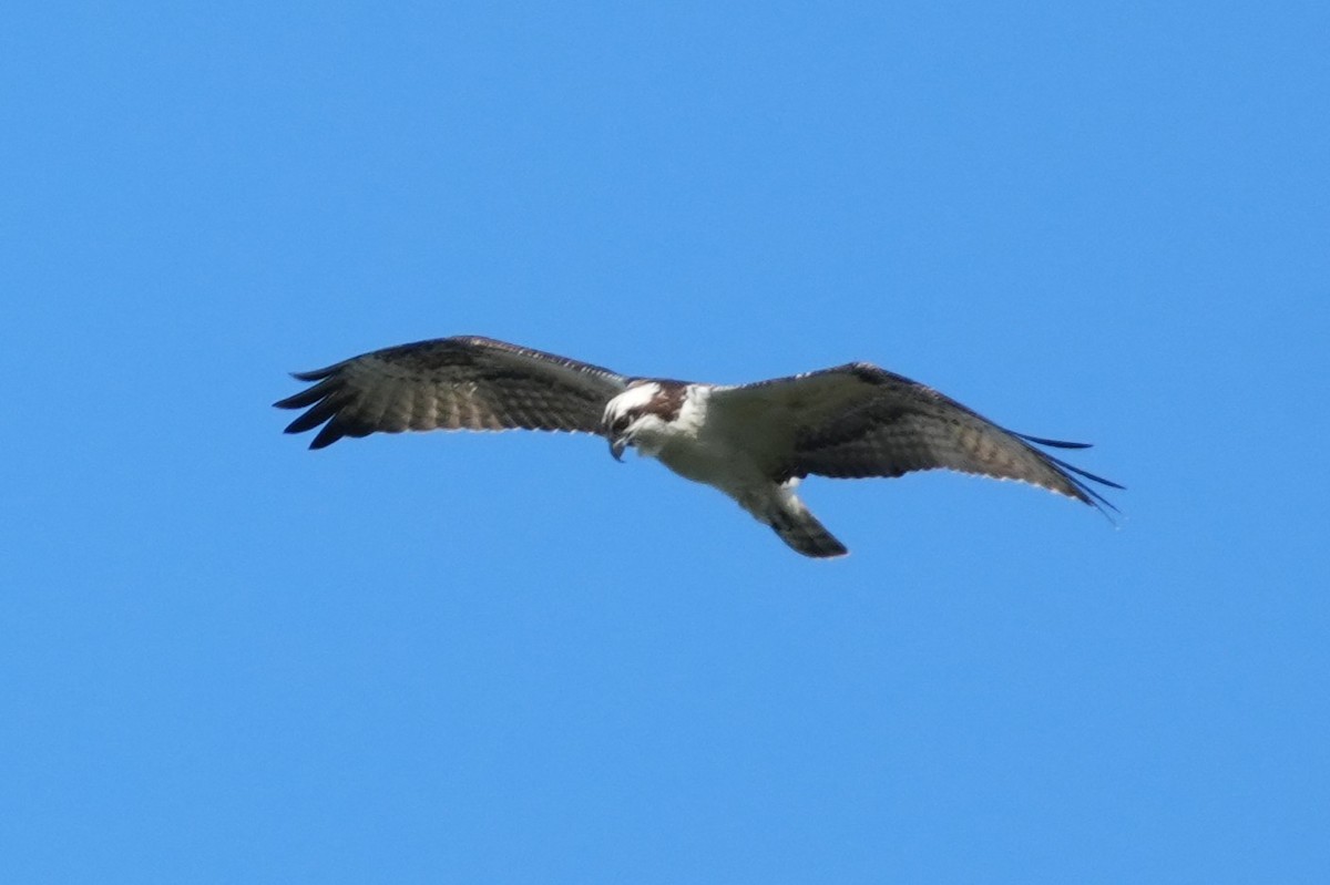 Osprey - ML645582975