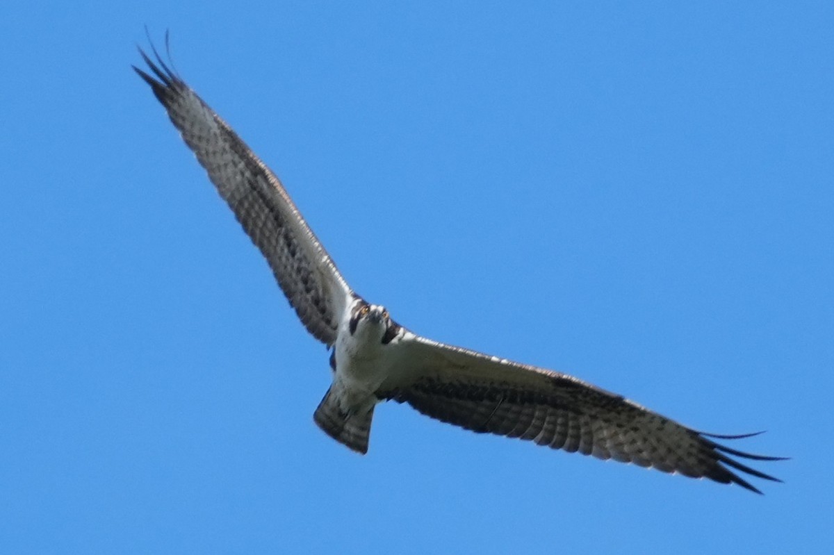 Osprey - ML645582976