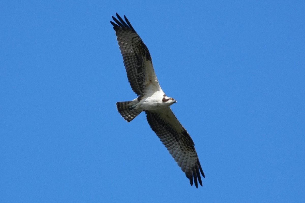 Osprey - ML645582977