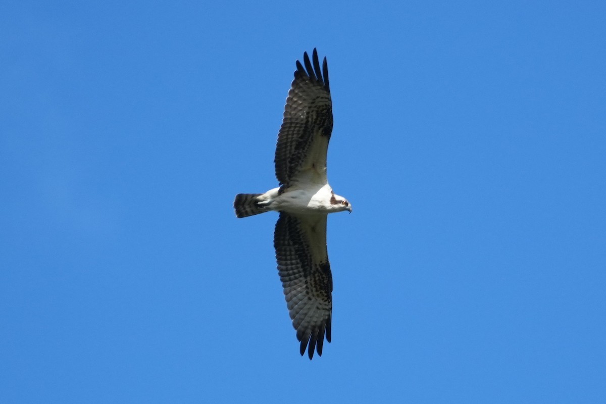 Osprey - ML645582978
