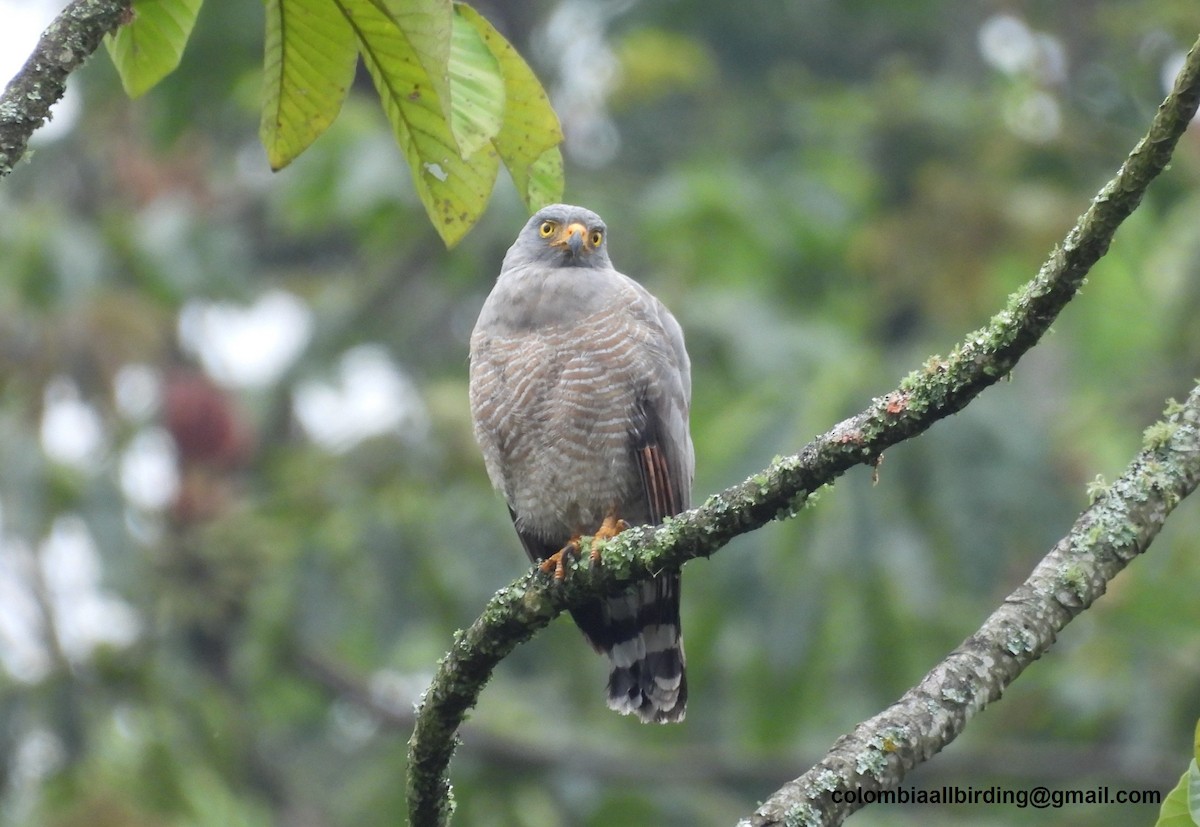 Yol Şahini - ML645582984