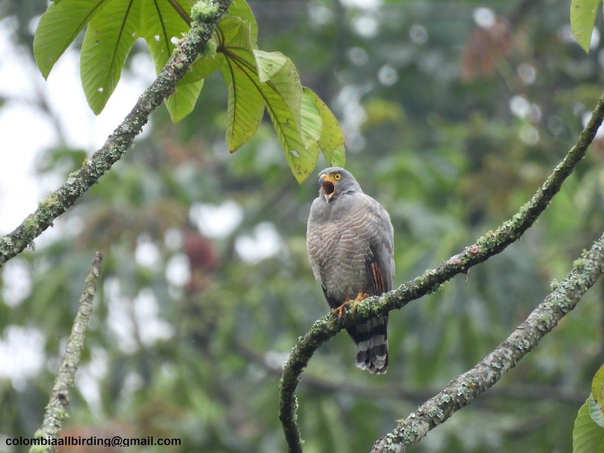 Yol Şahini - ML645582986