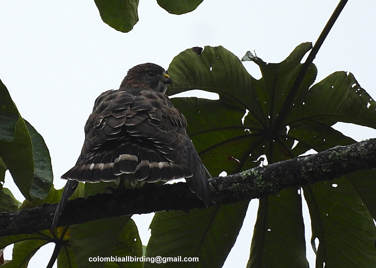 Канюк ширококрилий - ML645582988