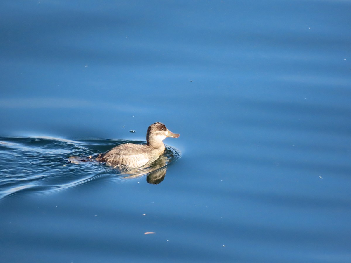 Ruddy Duck - ML645582993