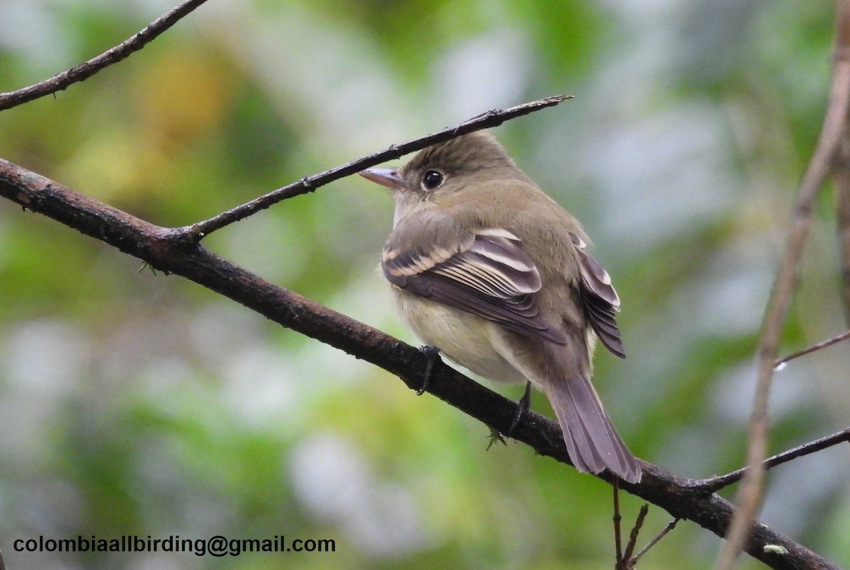 Піві-малюк оливковий - ML645583018