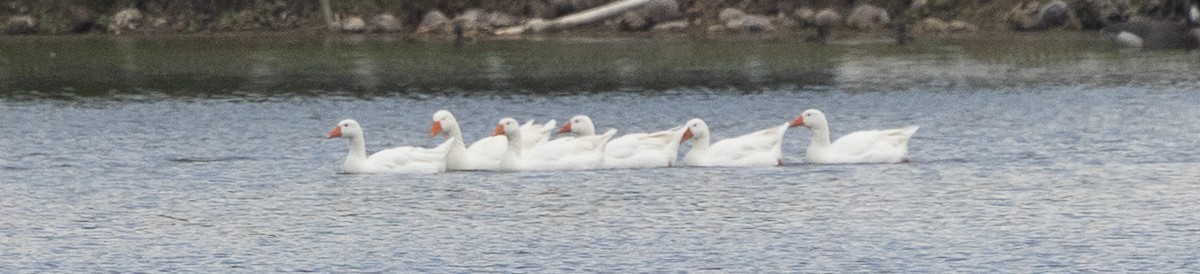 Ánsar Cisnal (variedad doméstica) - ML645583024