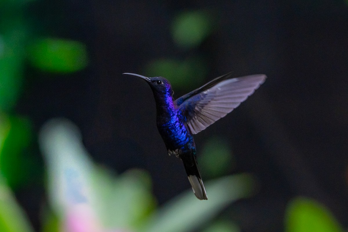 Violet Sabrewing - ML645583035