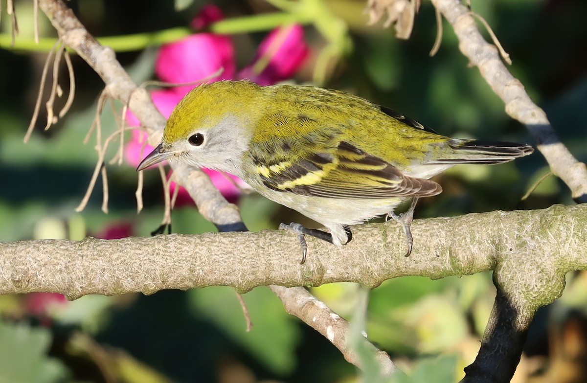 lesňáček rezavoboký - ML645583041