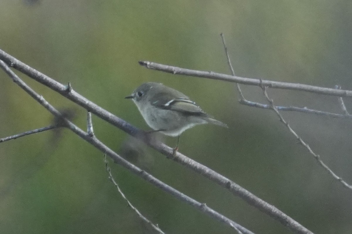 Ruby-crowned Kinglet - ML645583043