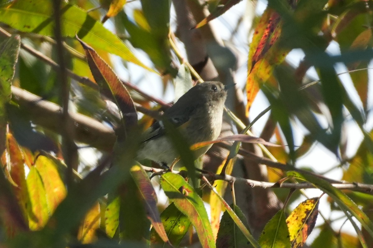 Ruby-crowned Kinglet - ML645583044