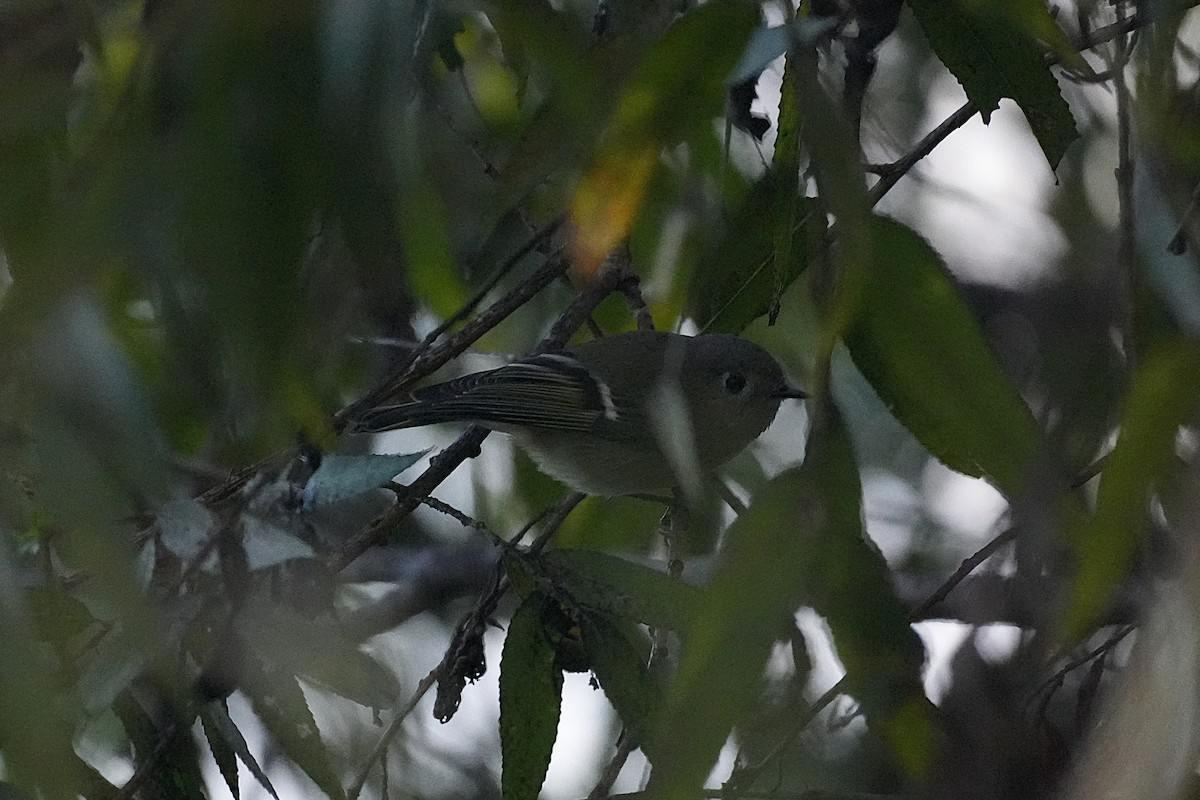 Ruby-crowned Kinglet - ML645583045