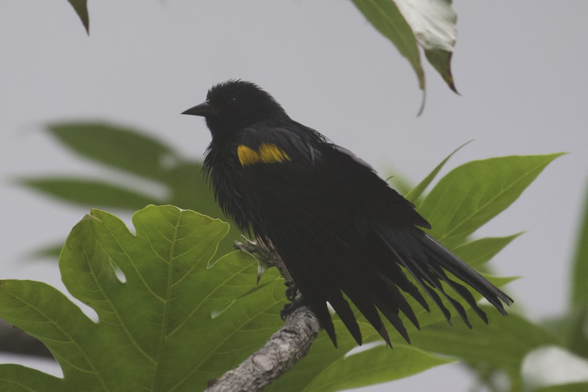Yellow-shouldered Blackbird - ML645583053